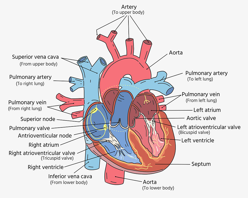 Understanding Heart Chambers And Valves An In depth Guide Anatomy Note
