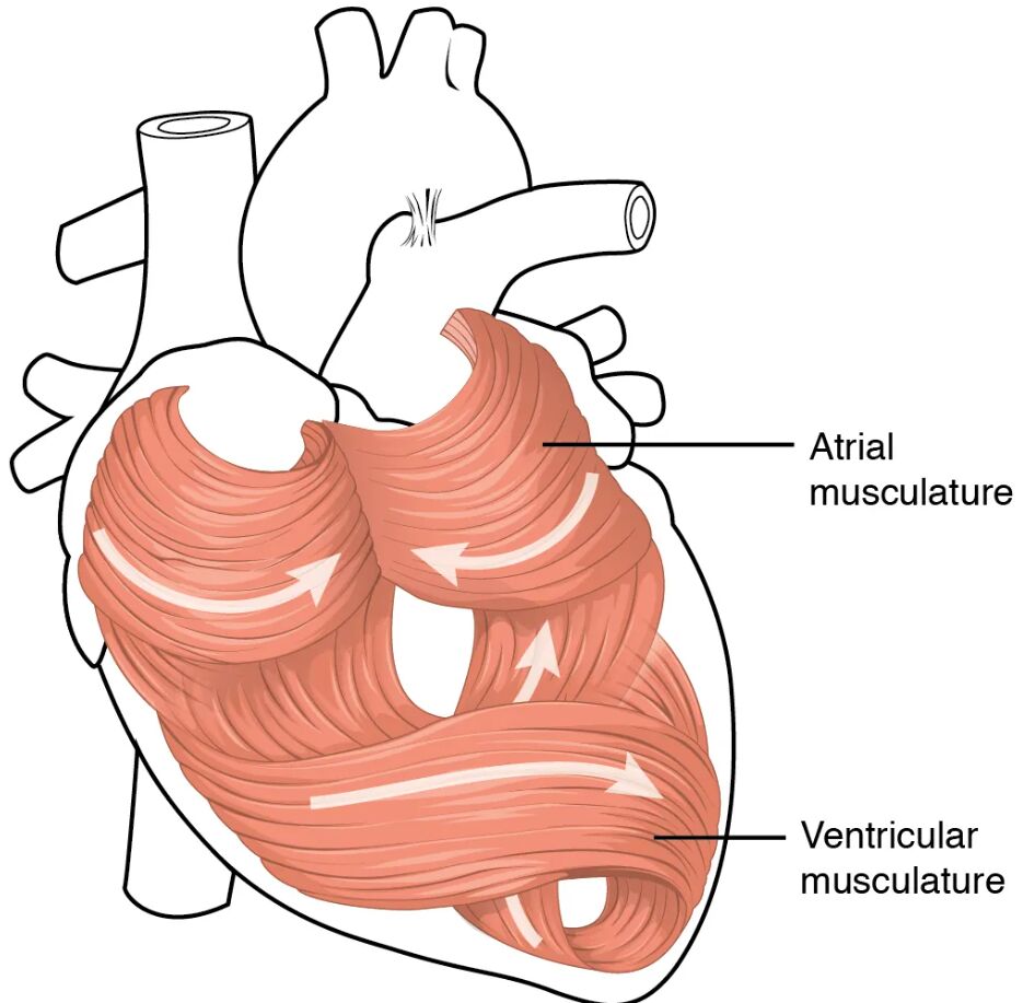 Heart Musculature Anatomical View: Exploring Cardiac Muscle Structure