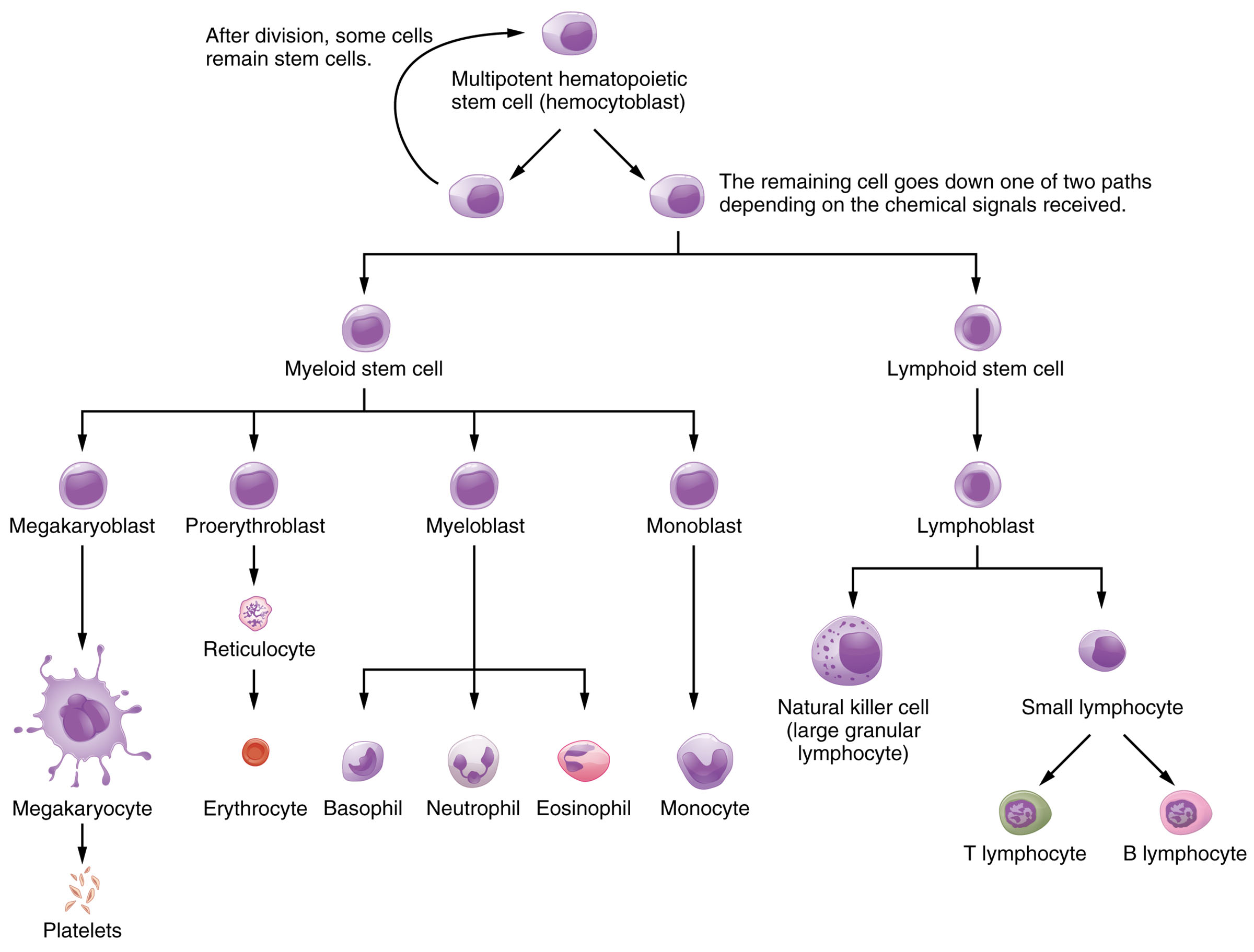 Hematopoietic System of Bone Marrow: A Comprehensive Diagram Guide