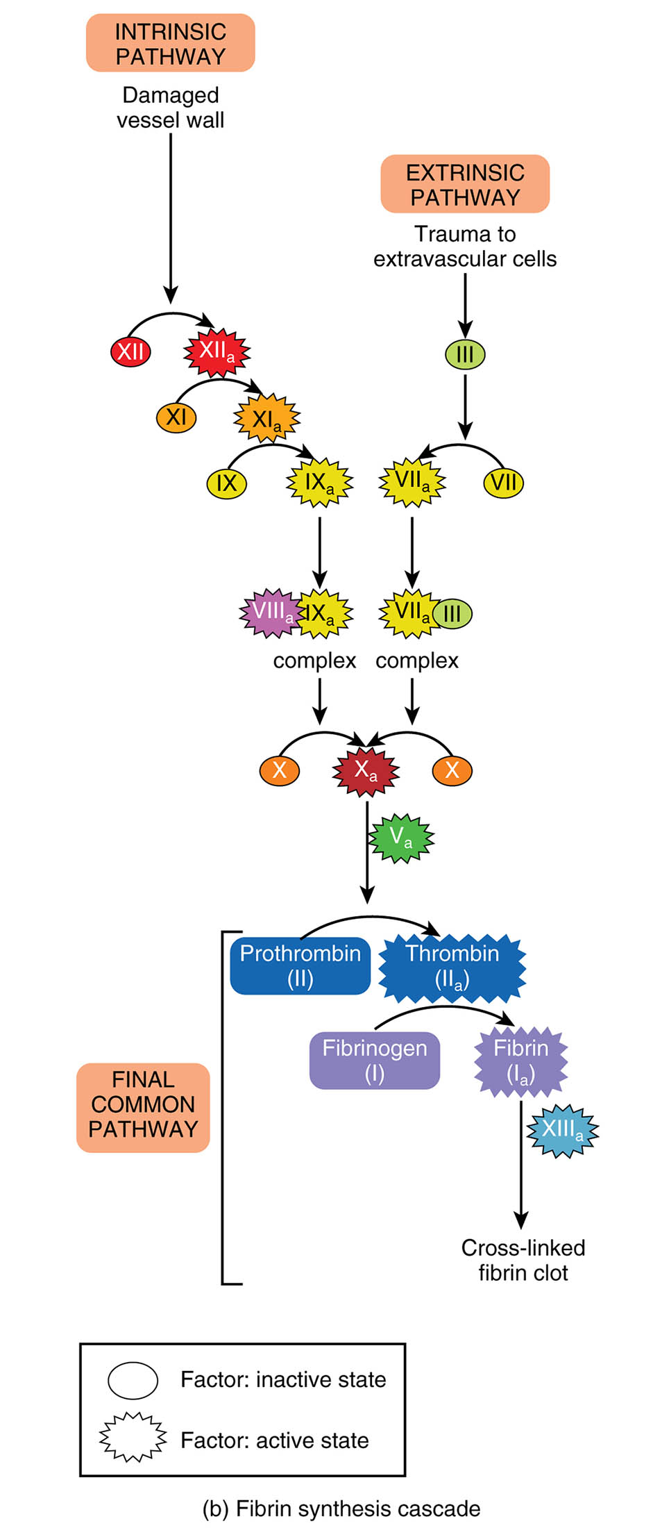 Understanding the Fibrin Synthesis Cascade in Hemostasis