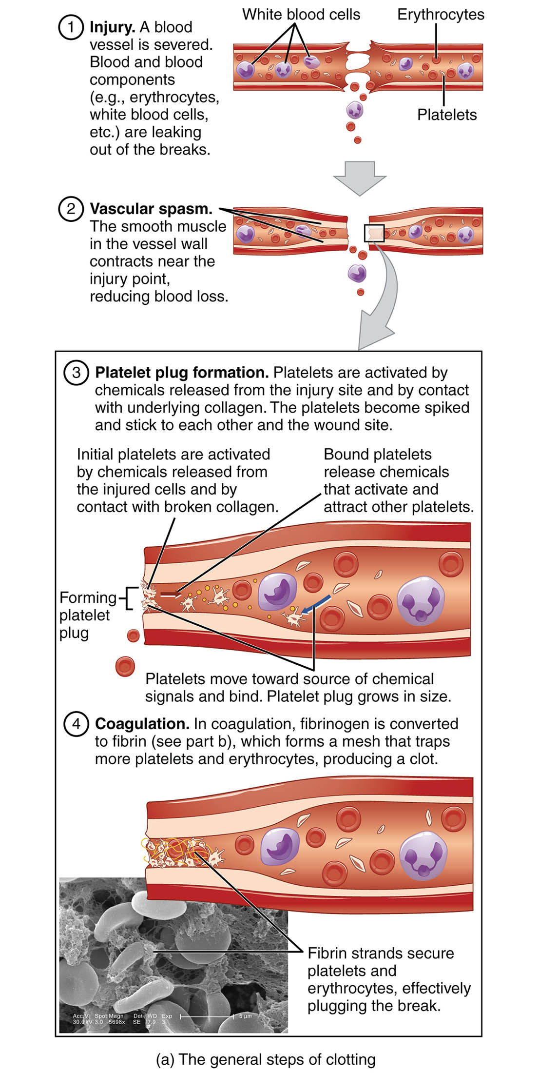 Understanding the Hemostasis Process: Blood Clotting Explained