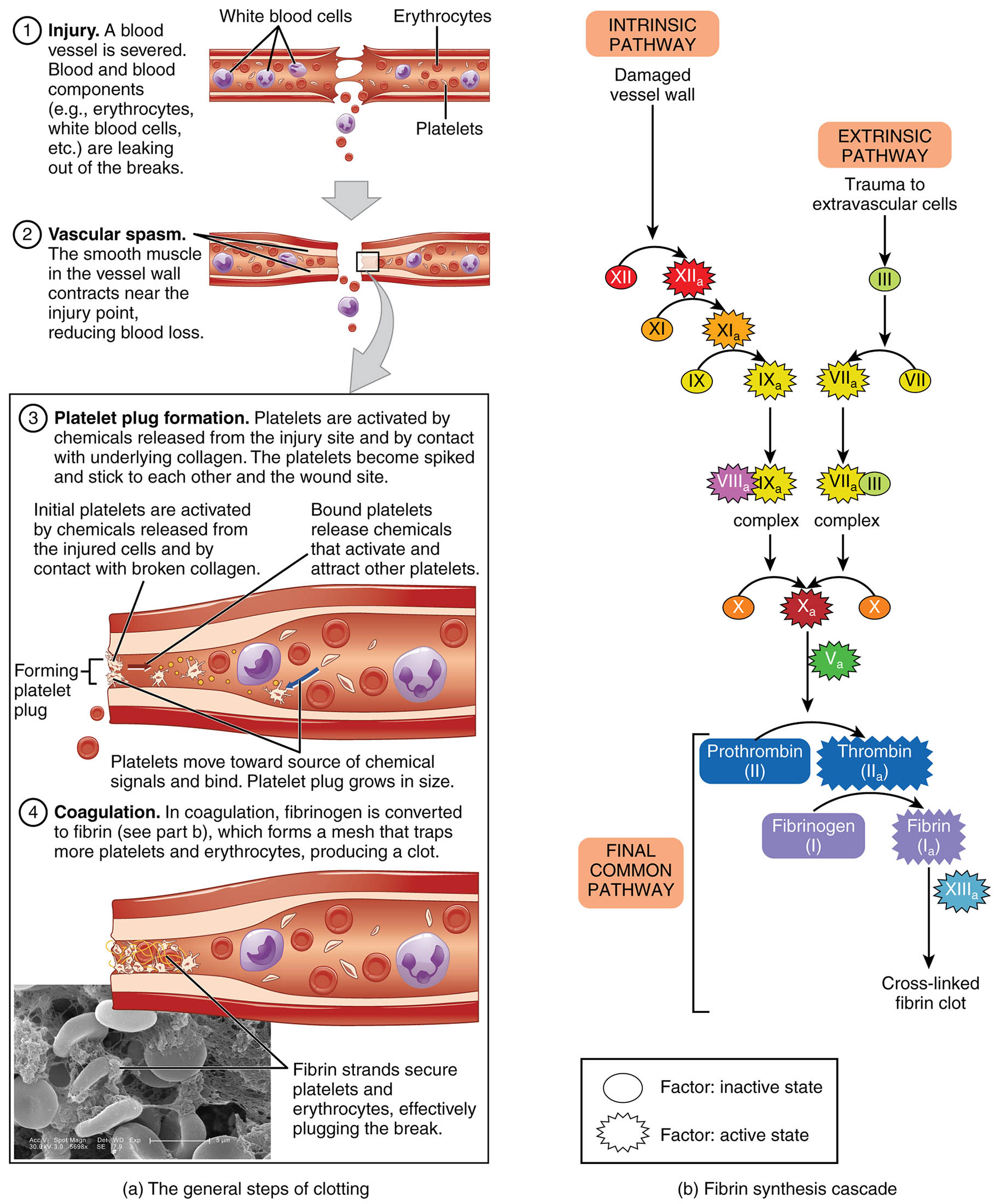 Hemostasis Process: A Comprehensive Diagram Overview