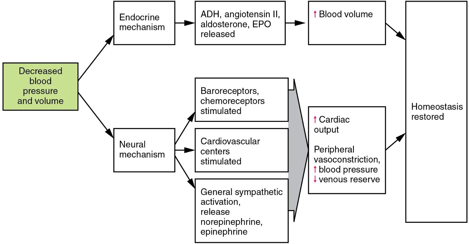 Homeostatic Responses to Loss of Blood Volume