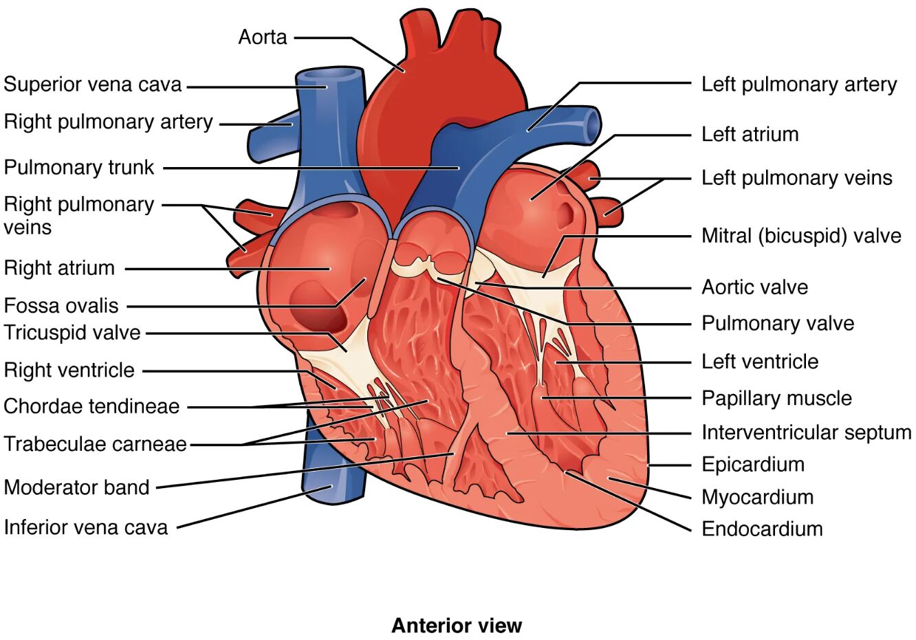 Internal Structures of the Heart Anterior View: A Detailed Anatomical Guide