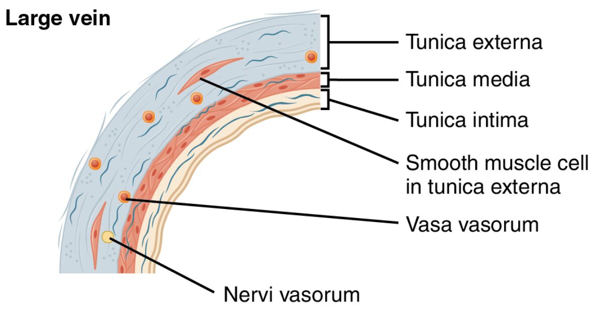 Large Vein Anatomy: A Detailed Sectional View