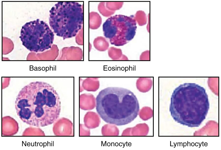 Leukocytes Under the Microscope: A Detailed Visual Guide