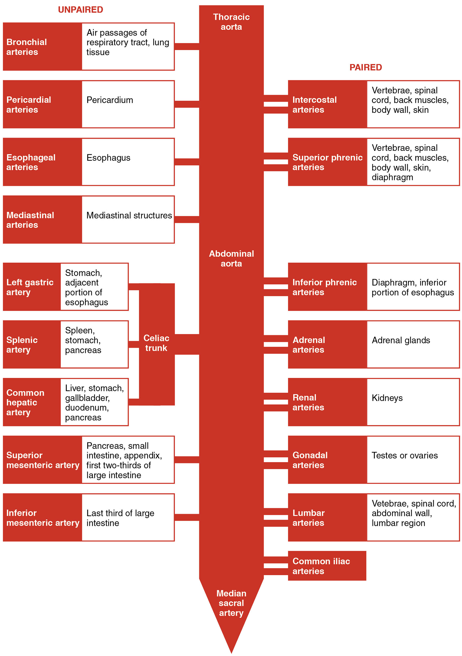 Major Branches of the Aorta Diagram