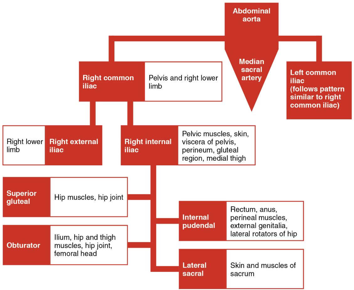 Major Branches of the Iliac Arteries Diagram
