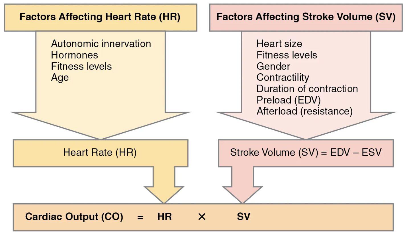 Factors Influencing Cardiac Output: A Detailed Exploration