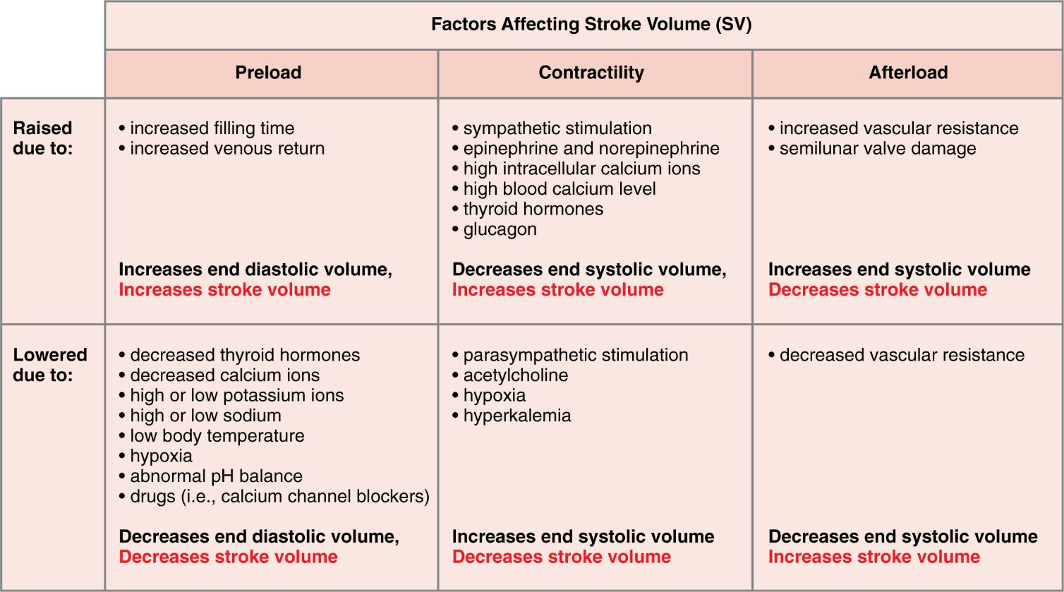 Major Factors Influencing Stroke Volume: A Comprehensive Guide