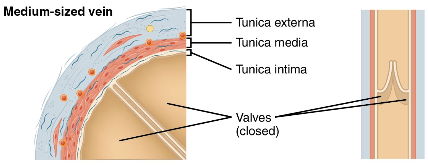 Medium-Sized Vein Anatomy: A Sectional Perspective
