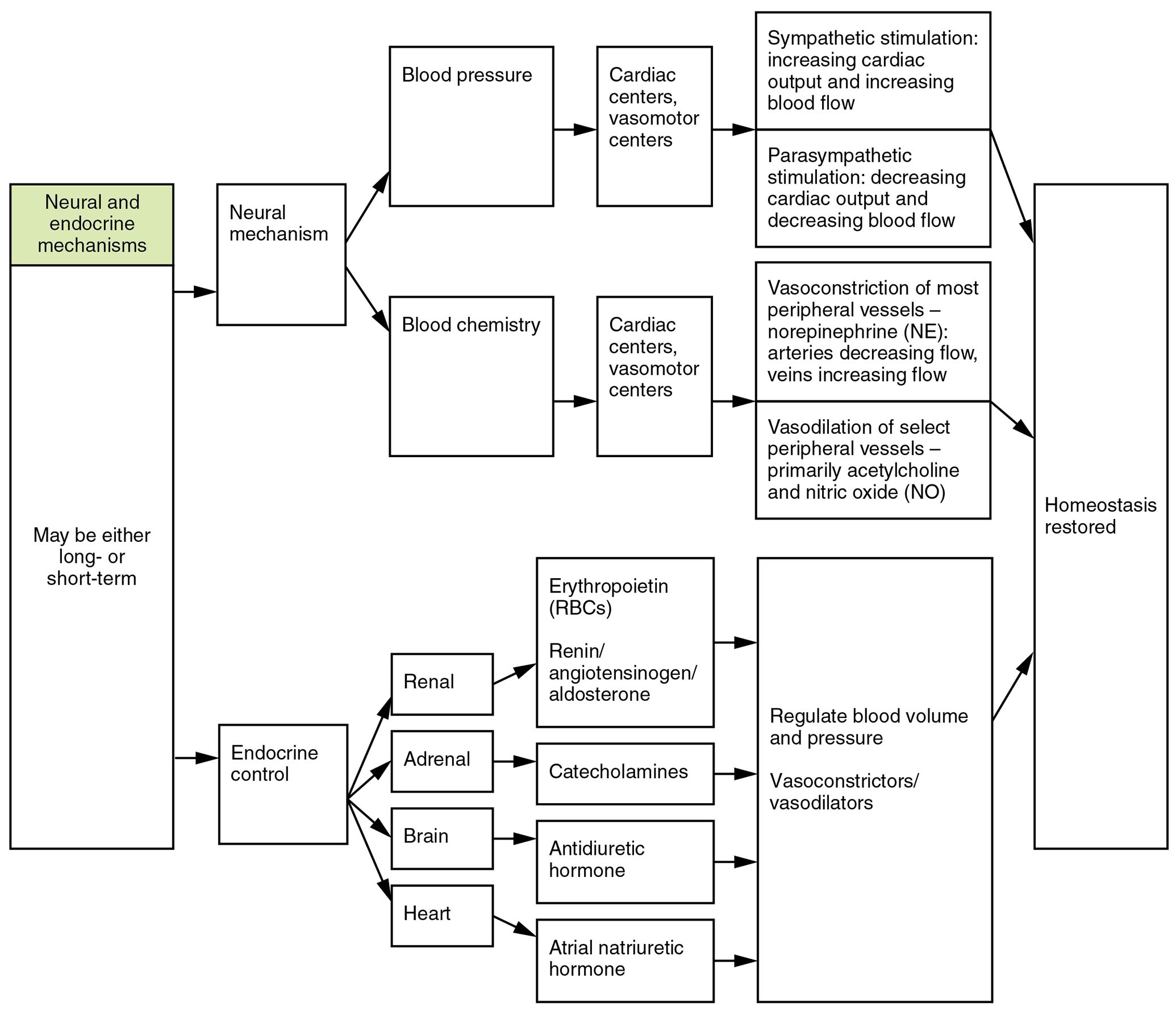 Neural and Endocrine Mechanisms in Maintaining Homeostasis