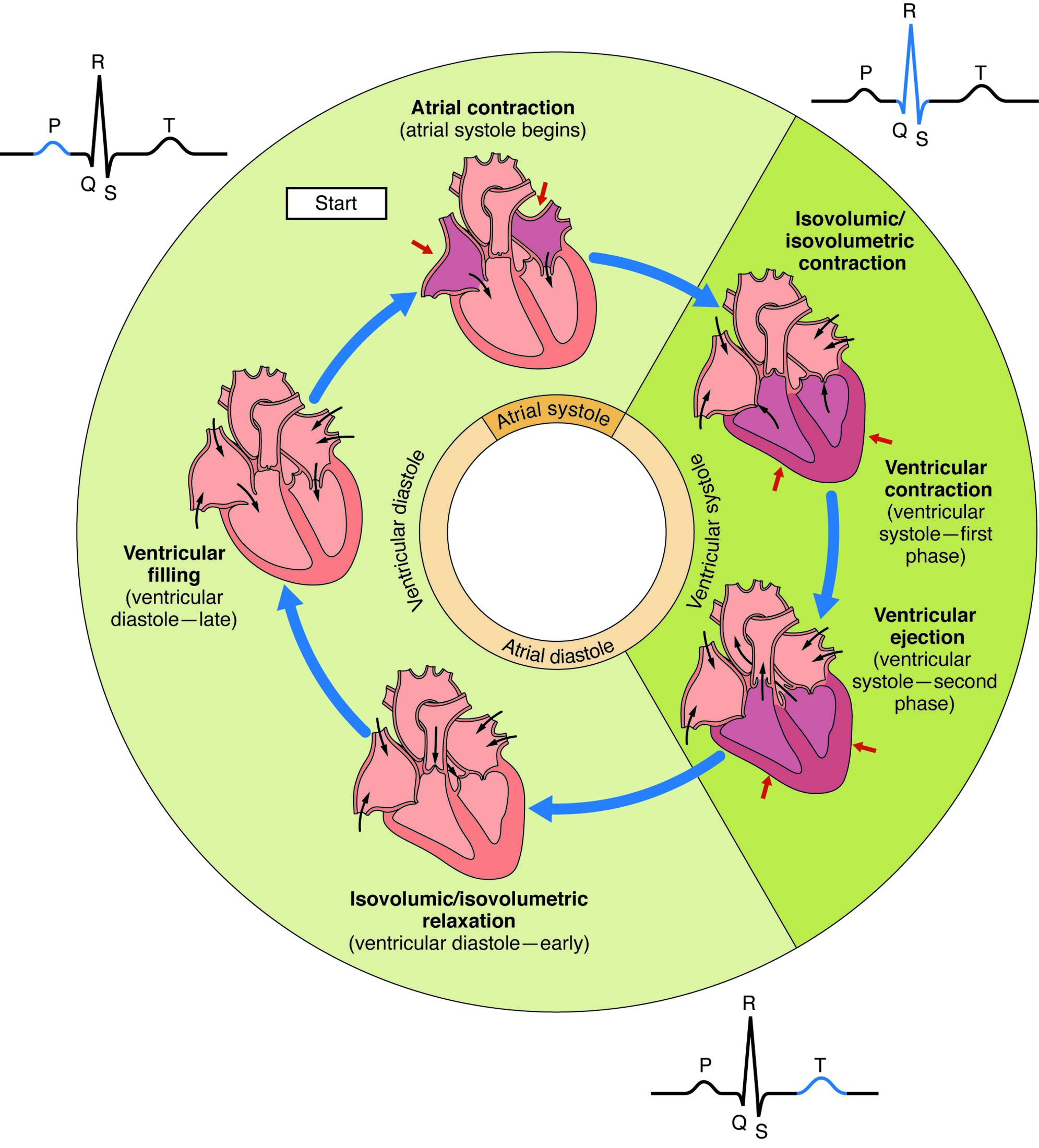 Overview of the Cardiac Cycle: A Comprehensive Guide