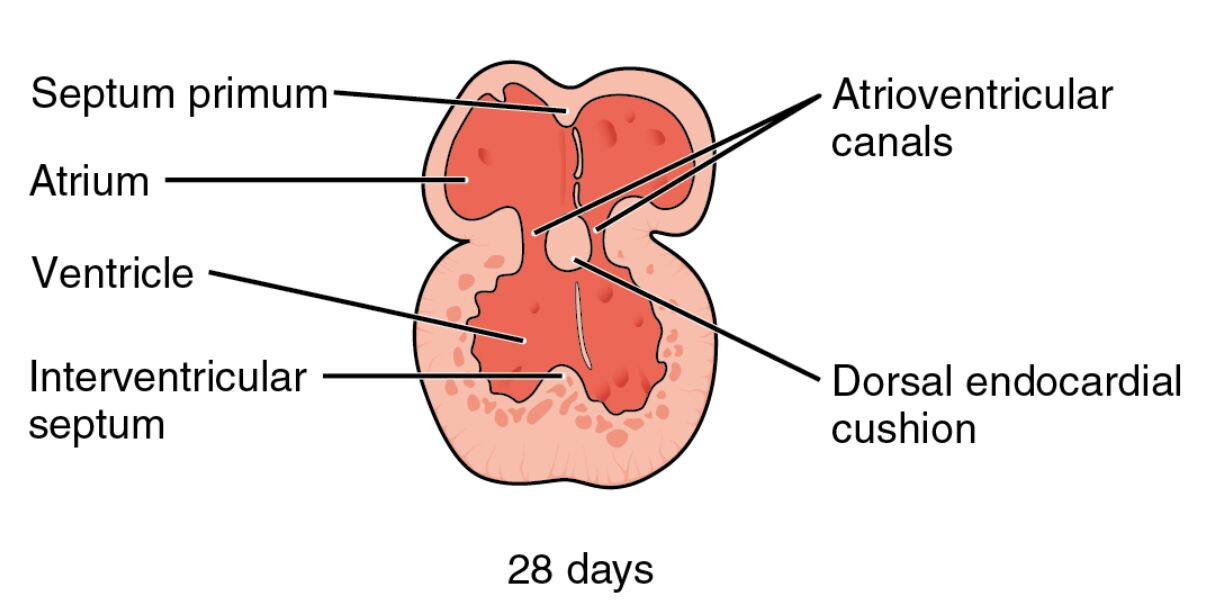 Embryonic Heart Development: Partitioning into Four Chambers at 28 Days
