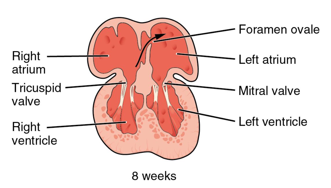 Embryonic Heart Development: Partitioning into Four Chambers at 8 Weeks
