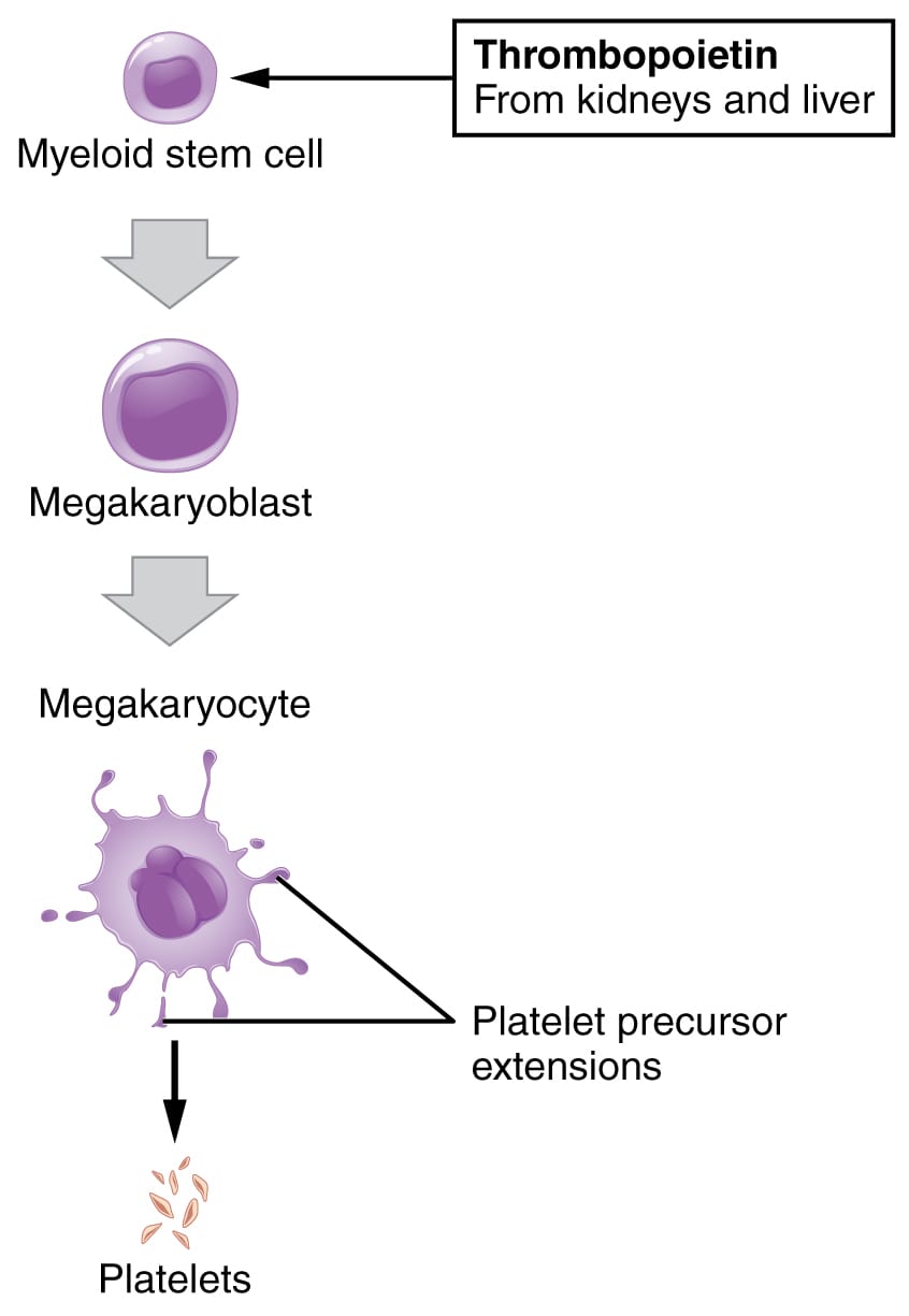 Platelet Formation: A Detailed Diagram Guide