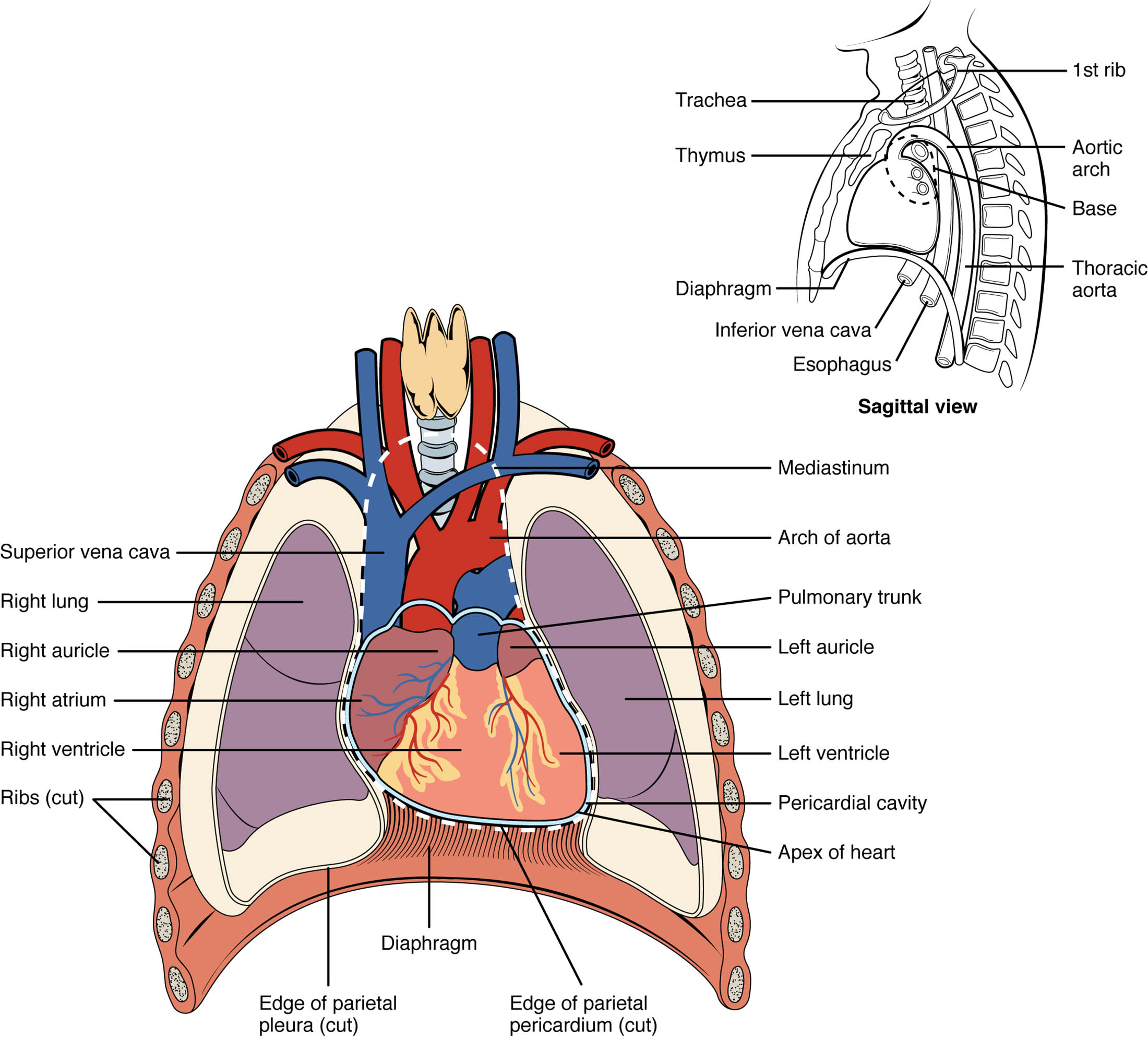 Exploring the Position of the Heart in the Thorax