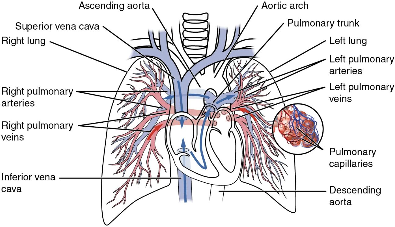 Pulmonary Circuit Anatomical Diagram