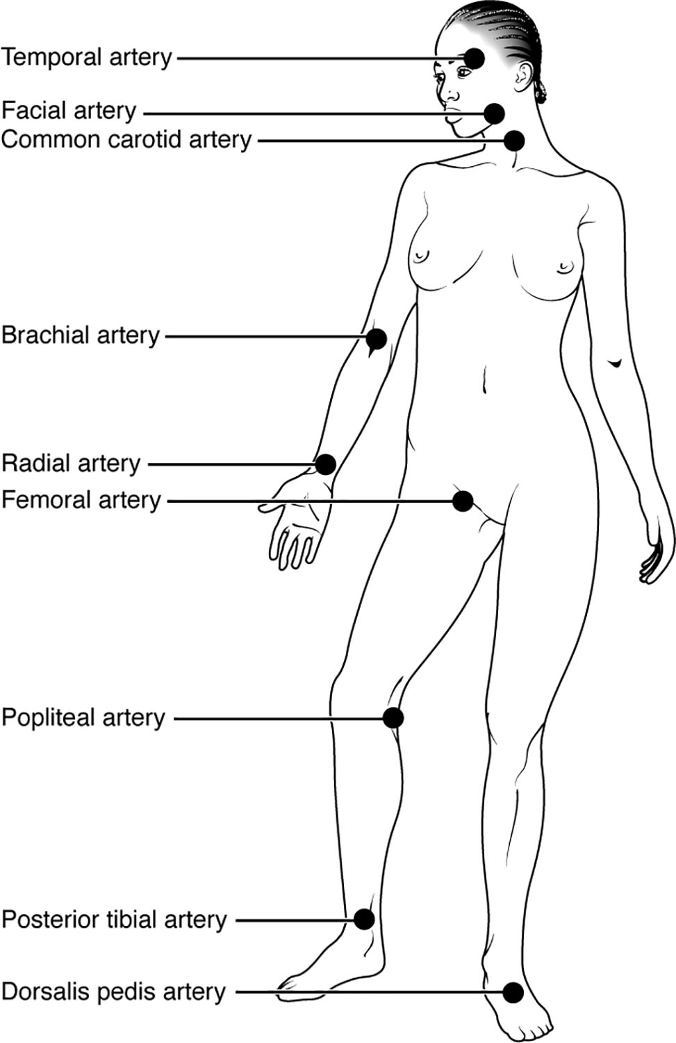 Exploring Pulse Sites: Key Locations for Measuring Heart Rate