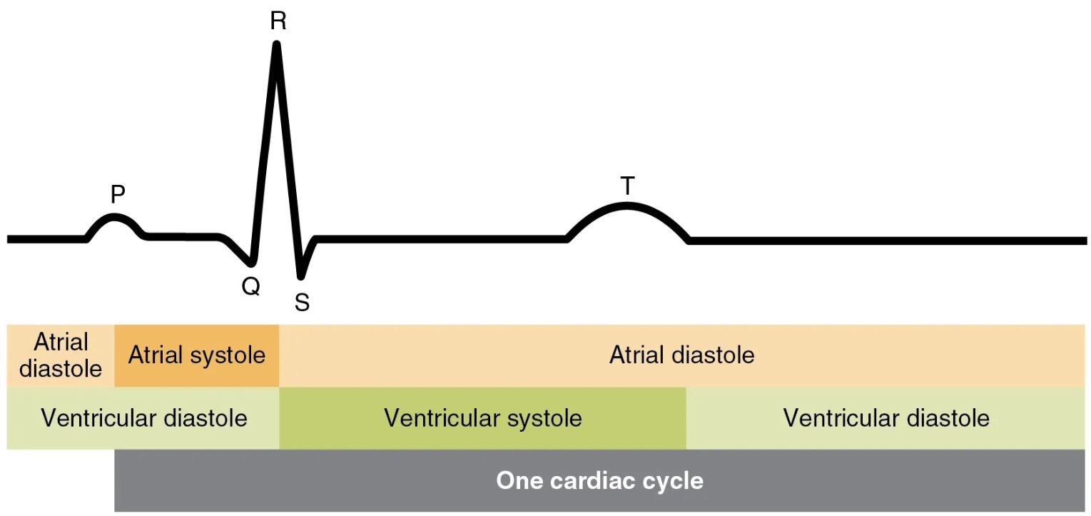 Understanding the Cardiac Cycle and ECG: A Comprehensive Guide