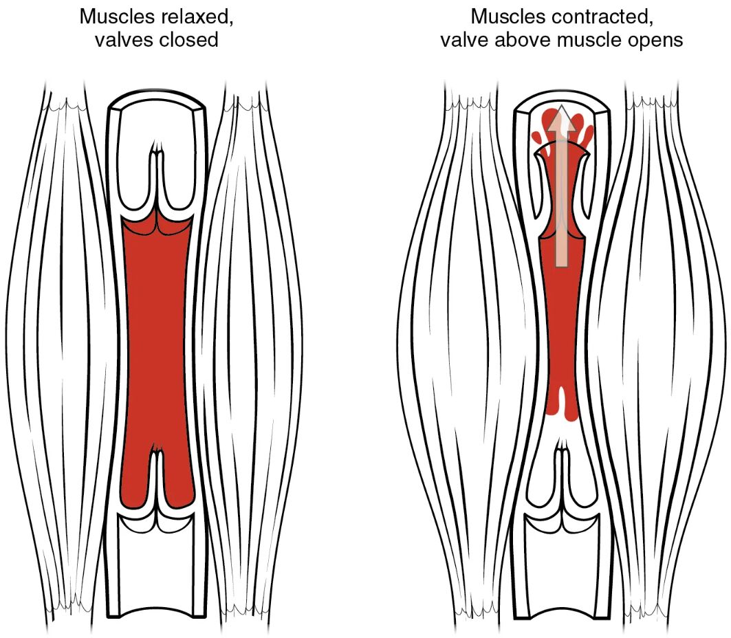 Exploring the Skeletal Muscle Pump: Enhancing Venous Return