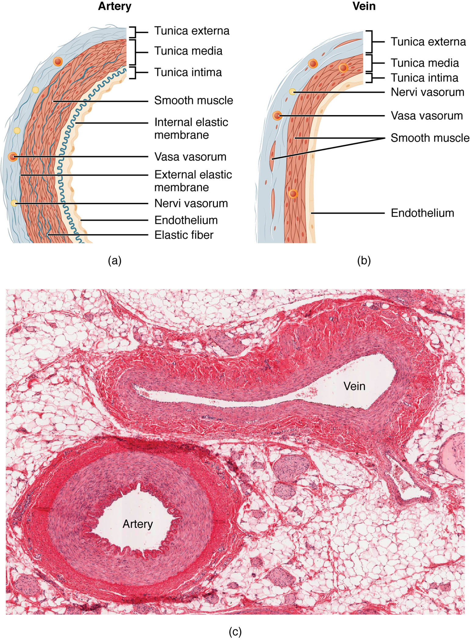Blood Vessel Anatomy: A Comparative Study of Arteries and Veins