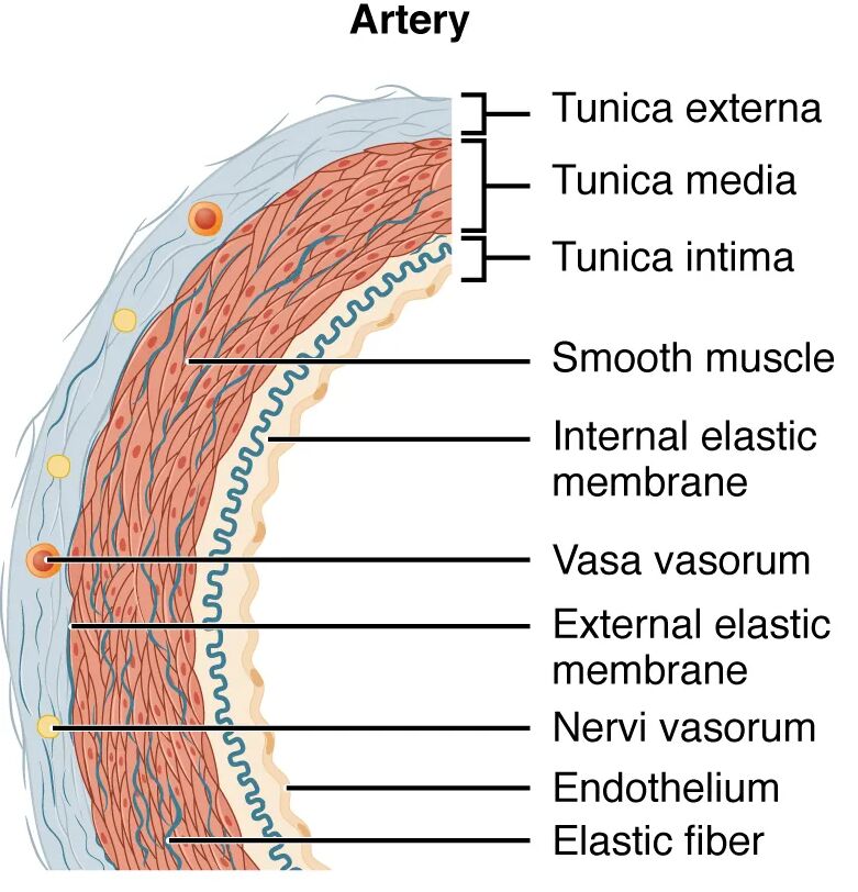 Arterial Anatomy: Exploring the Structure of Blood Vessel Sectional Views
