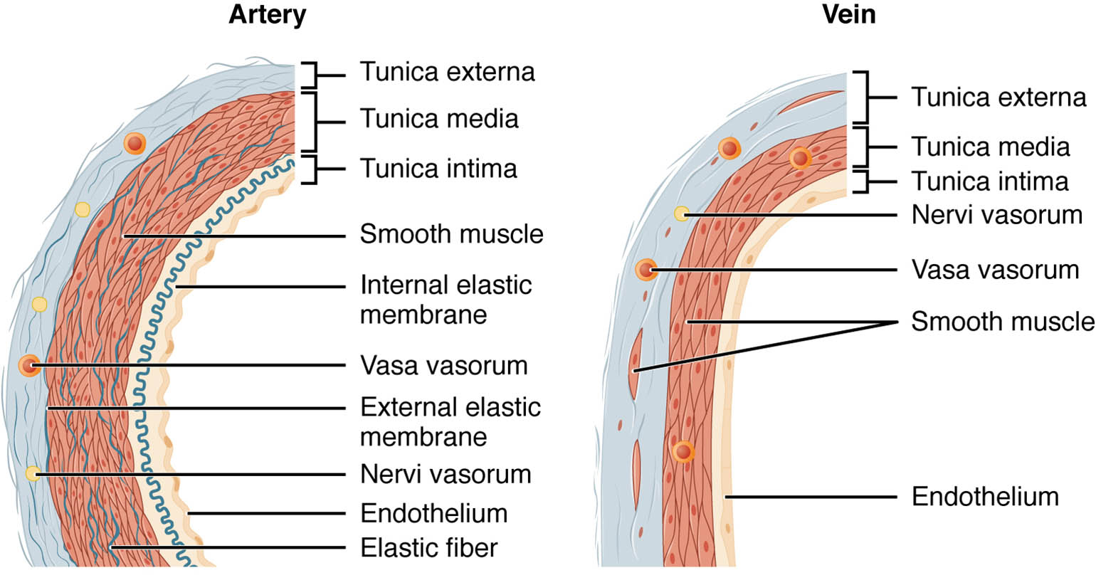 Blood Vessel Anatomy: Exploring the Structure of Sectional Views