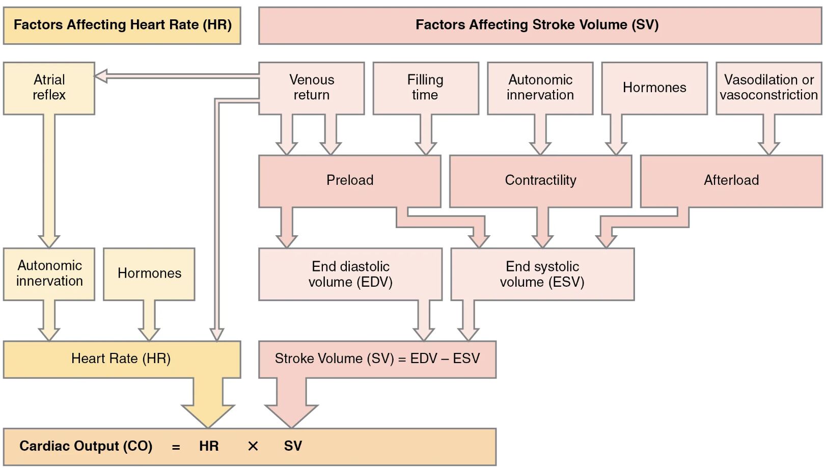 Understanding the Key Factors Influencing Cardiac Output