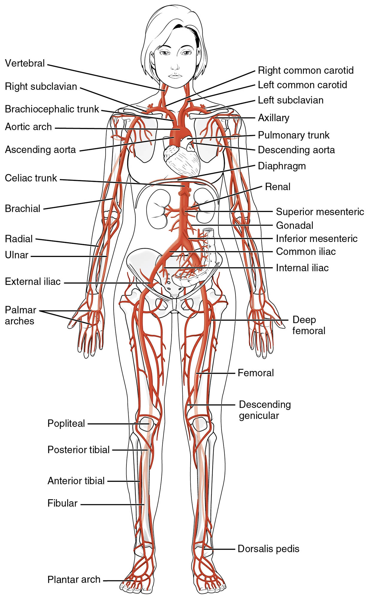 Systemic Arteries Anatomical Diagram