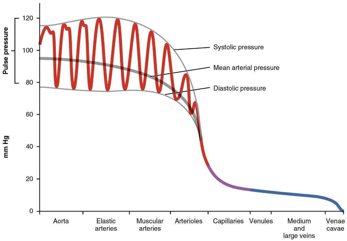 Understanding Systemic Blood Pressure: A Comprehensive Guide
