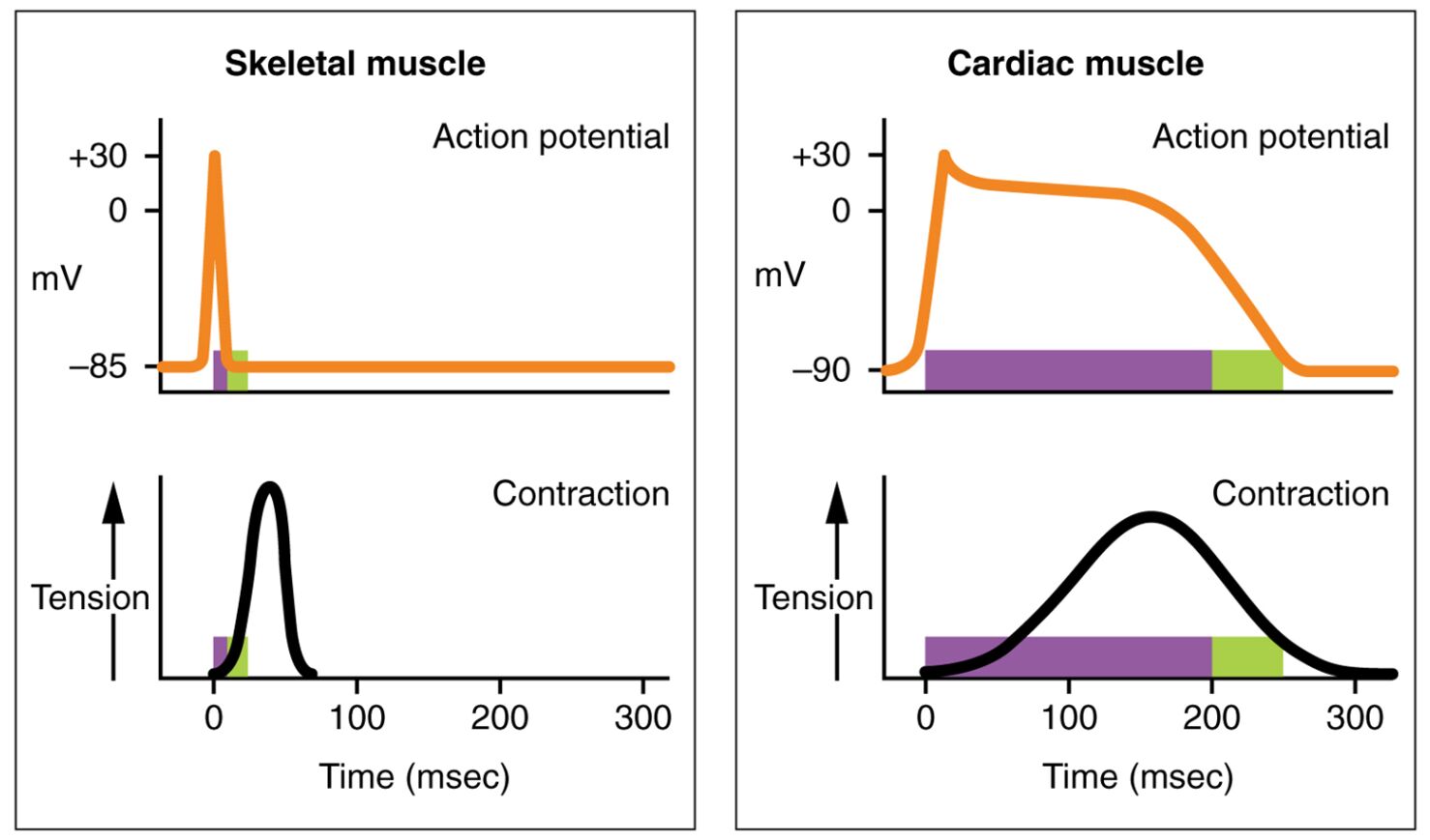 Action Potential for Heart Muscle Compared to Skeletal Muscle: A Detailed Comparison