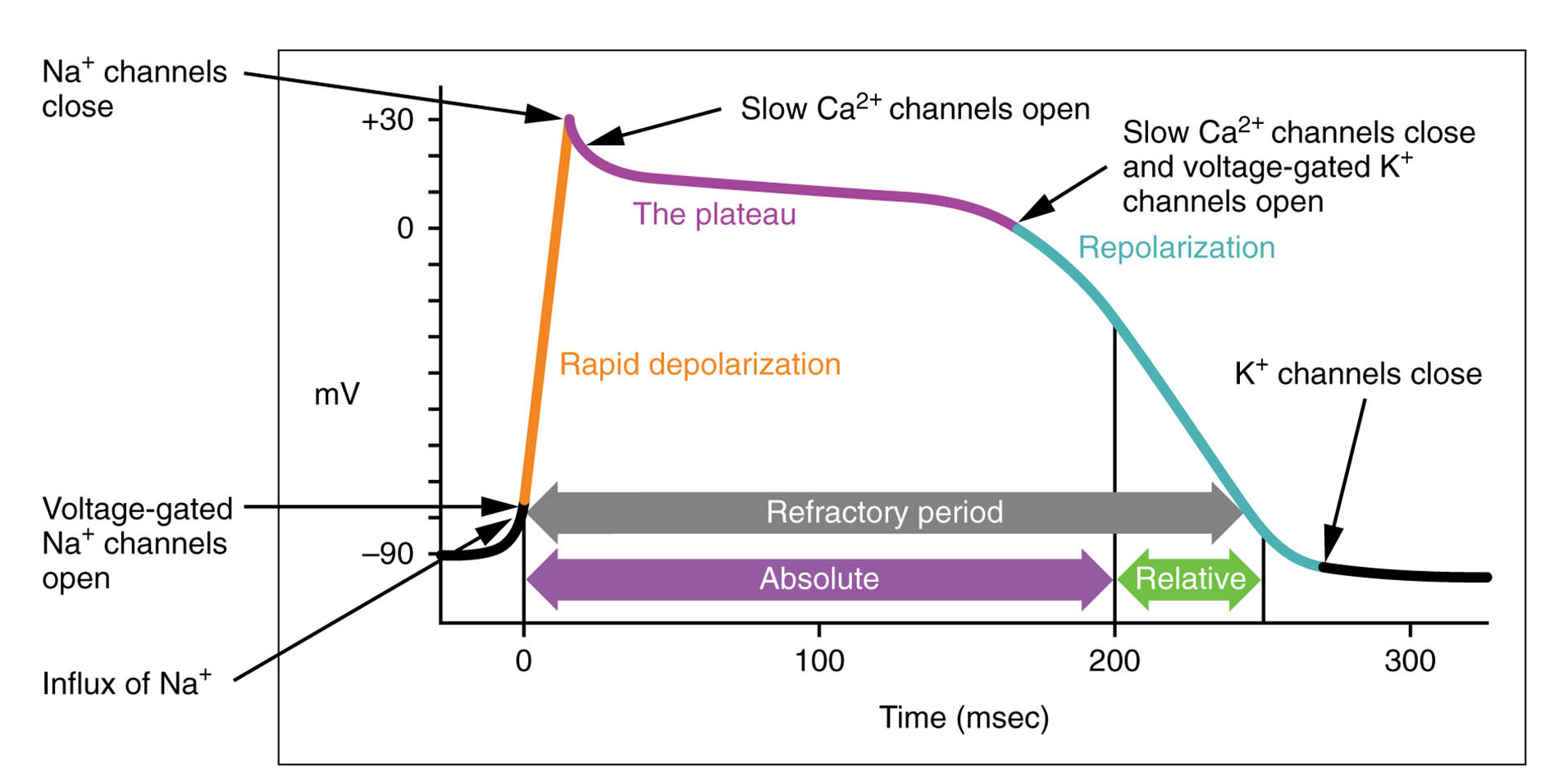 The Long Plateau Phase Due to the Influx of Calcium Ions – Action Potential in Cardiac Cells