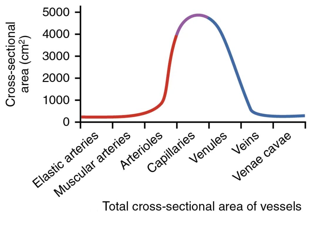 Exploring the Total Cross-Sectional Area of Vessels in Circulation