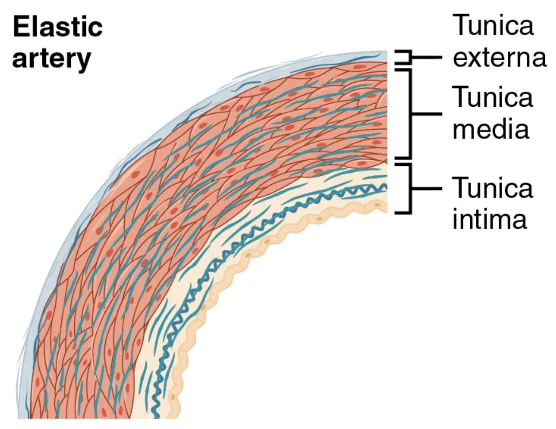 Elastic Artery Anatomy: Exploring the Structure of Large Arteries