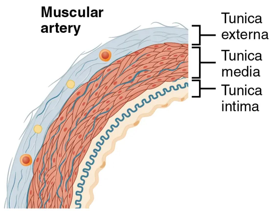 Muscular Artery Anatomy: Exploring the Structure of Medium-Sized Arteries