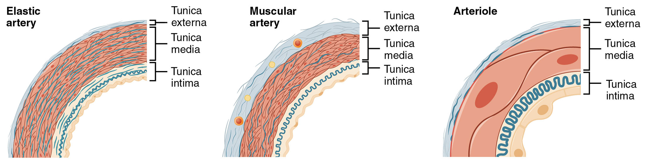 Arterial Anatomy: Understanding Types of Arteries and Arterioles
