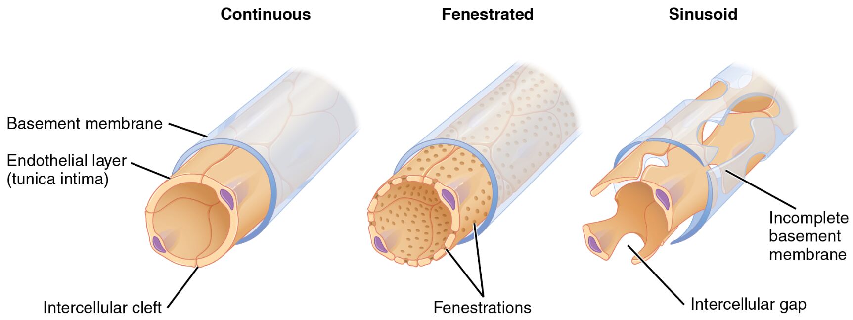 Types of Capillaries: Understanding Continuous, Fenestrated, and Sinusoid Structures