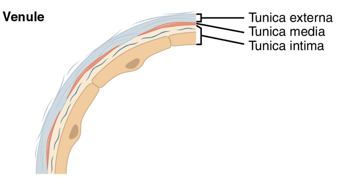 Venule Anatomy: A Sectional Insight