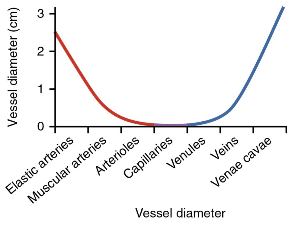 Understanding Vessel Diameter: A Key to Circulation