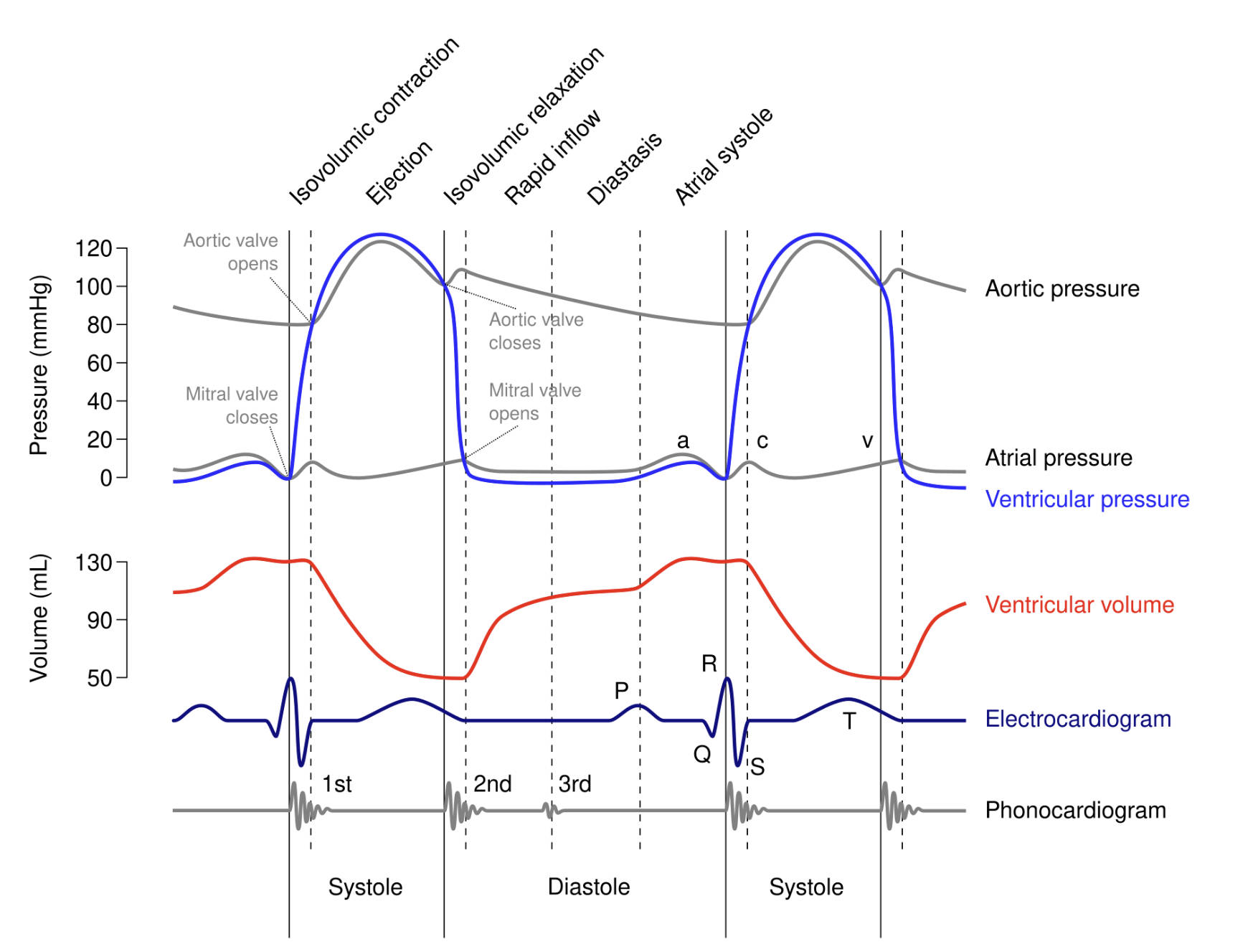 The Wiggers Diagram Introduction