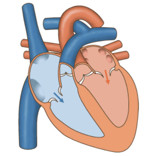 An Animated Guide to Blood Flow Through the Heart Chambers