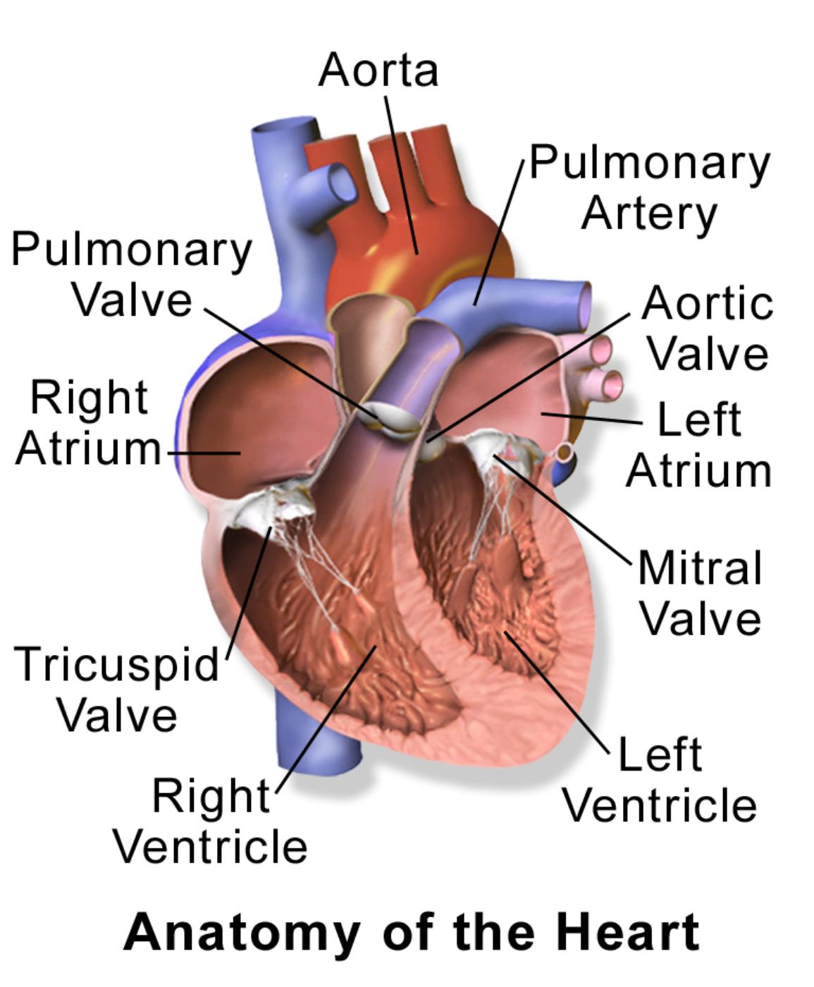 Understanding the Internal Architecture of the Human Heart