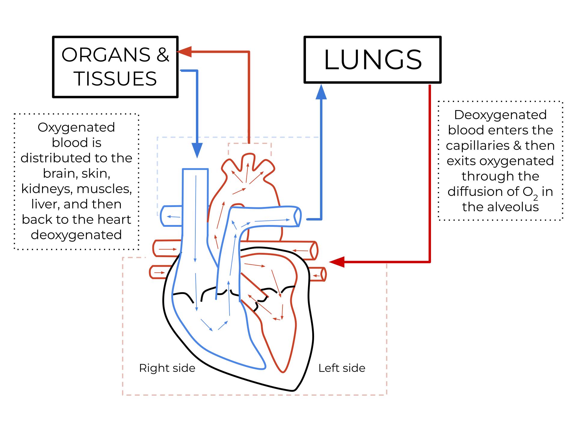 Understanding Blood Circulation: The Heart-Lung-Organ Pathway