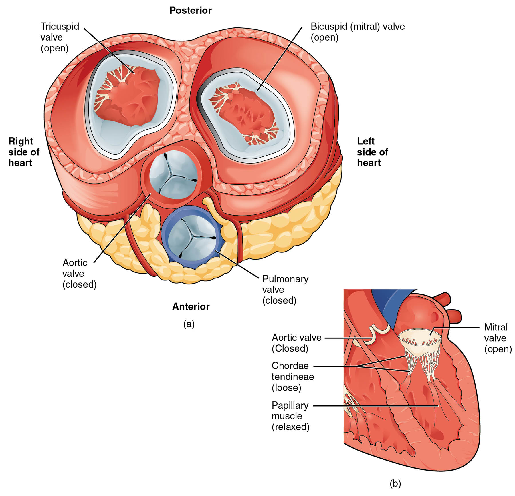 Blood Flow from Left Atrium to Left Ventricle: Heart Anatomy Diagram