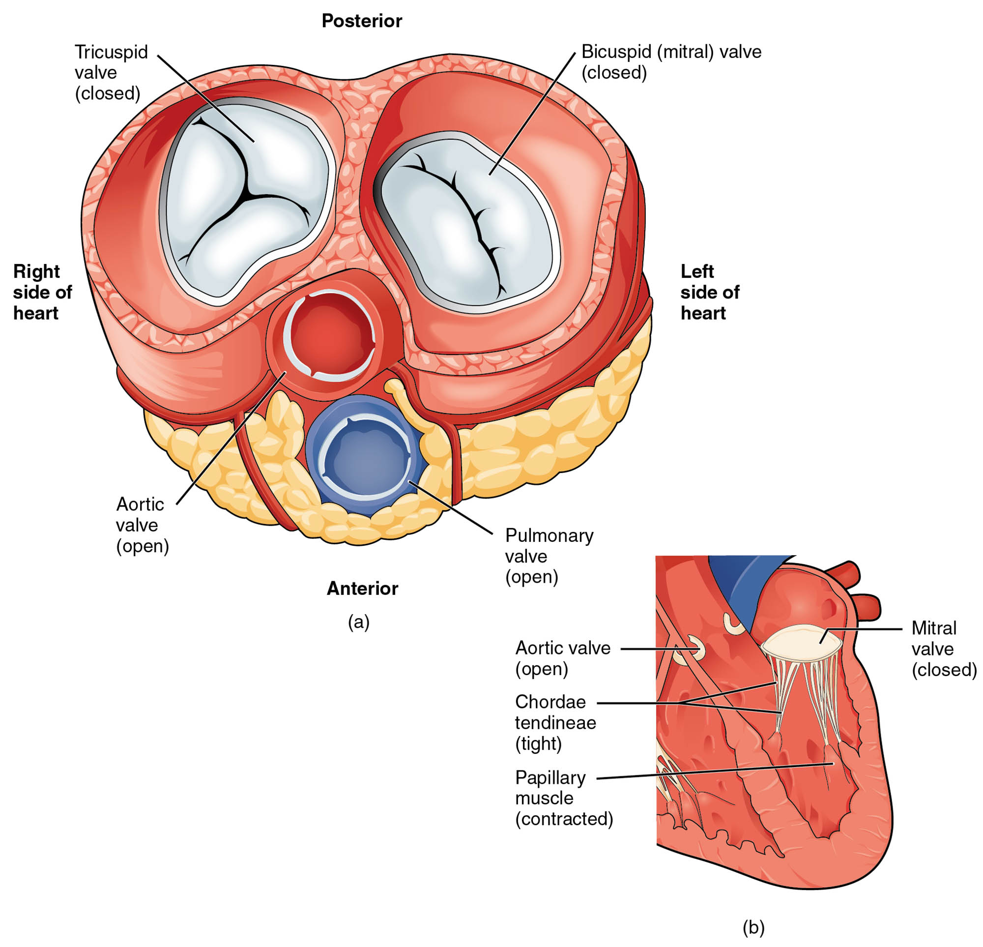 Blood Flow from Left Ventricle to Great Vessels: Heart Anatomy Diagram
