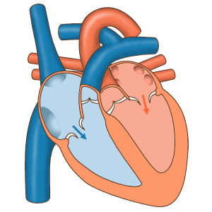 blood-flow-through-the-heart-chambers-gif An Animated Guide to Blood Flow Through the Heart Chambers