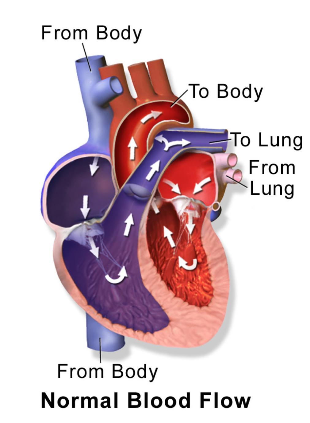 Understanding Normal Blood Flow Through the Human Heart