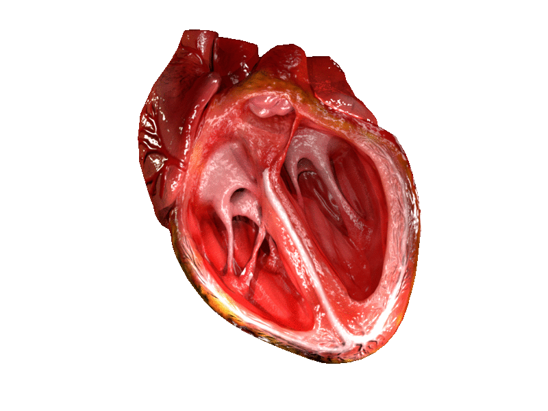 computer-generated-cross-section-3d-model-of-heart-gif Exploring the Internal Chambers and Valves of a Healthy Heart