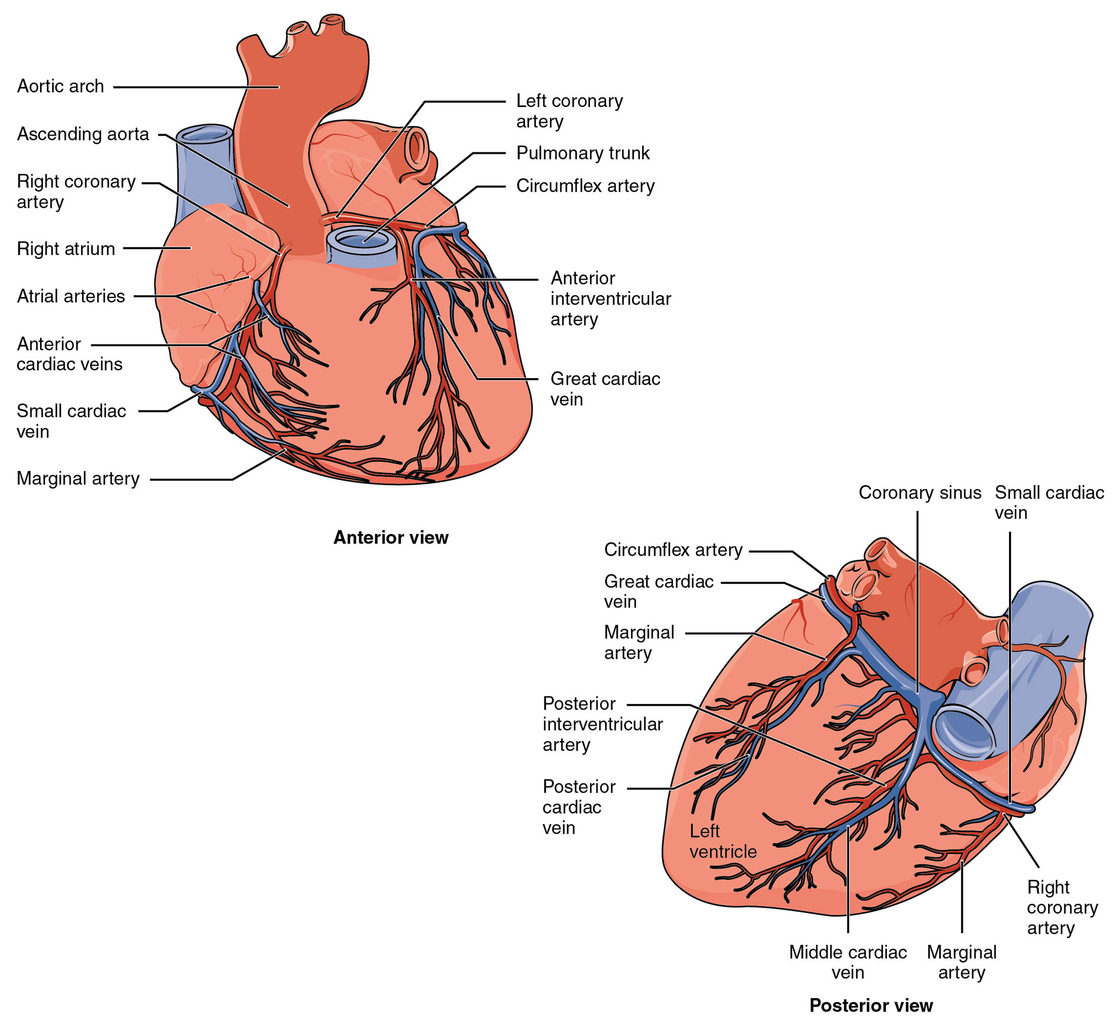 Coronary Circulation: Anterior and Posterior Views of the Heart